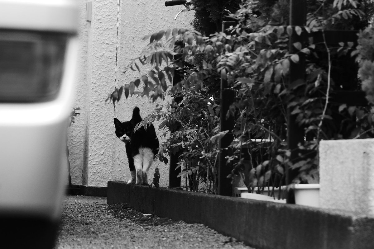 pekomo (@pm_kirua) on Twitter photo 