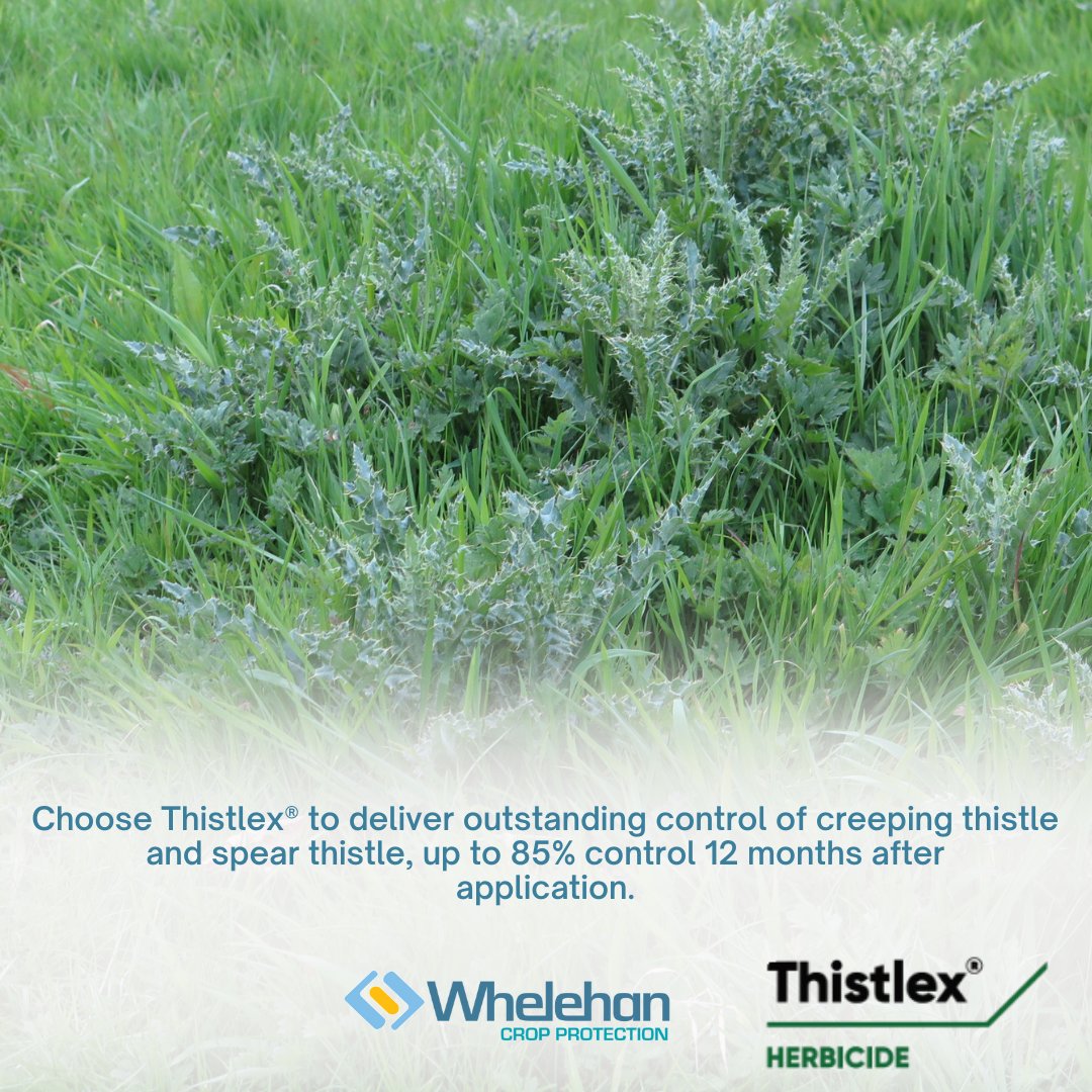 Don't let thistles get you down this season.🌿

Thistlex is a safe-to-grass herbicide for control over both creeping and spear thistle. 

Learn more here: bit.ly/4dj0LhT 

<a href="/CortevaIE/">Corteva Ireland</a>

#WeedControl #Thistles