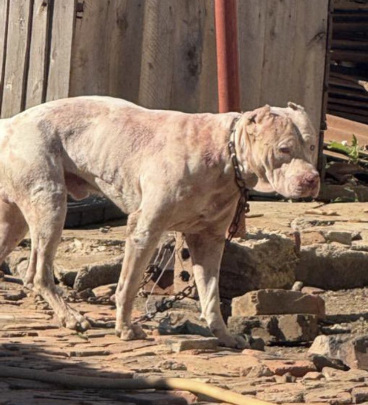 Phrophet DrCde Prof Madzibaba Adamski Jahman (@jahman_adamski) on Twitter photo <a href="/crimewatchzw/">Crime Watch Zimbabwe</a> <a href="/PoliceZimbabwe/">Zimbabwe Republic Police</a> This not a pit bull, if you look at his structure he way to large to be one. This is an American Bully. He just not keep in the best of conditions for such a breed. They need owners that know how to handle a dog. This breed should be way more muscular it’s under fed!
My honest <a href="/crimewatchzw/">Crime Watch Zimbabwe</a> <a href="/PoliceZimbabwe/">Zimbabwe Republic Police</a> This not a pit bull, if you look at his structure he way to large to be one. This is an American Bully. He just not keep in the best of conditions for such a breed. They need owners that know how to handle a dog. This breed should be way more muscular it’s under fed!
My honest