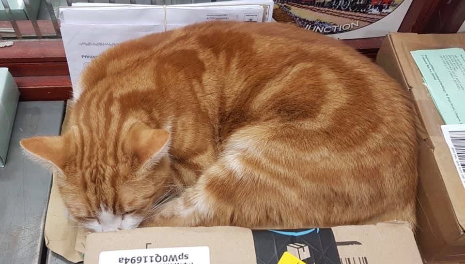Just keeping the mail warm &amp; toasty and safe

#cats #cats #Cat #CatsOnTwitter #CatsofTwitter