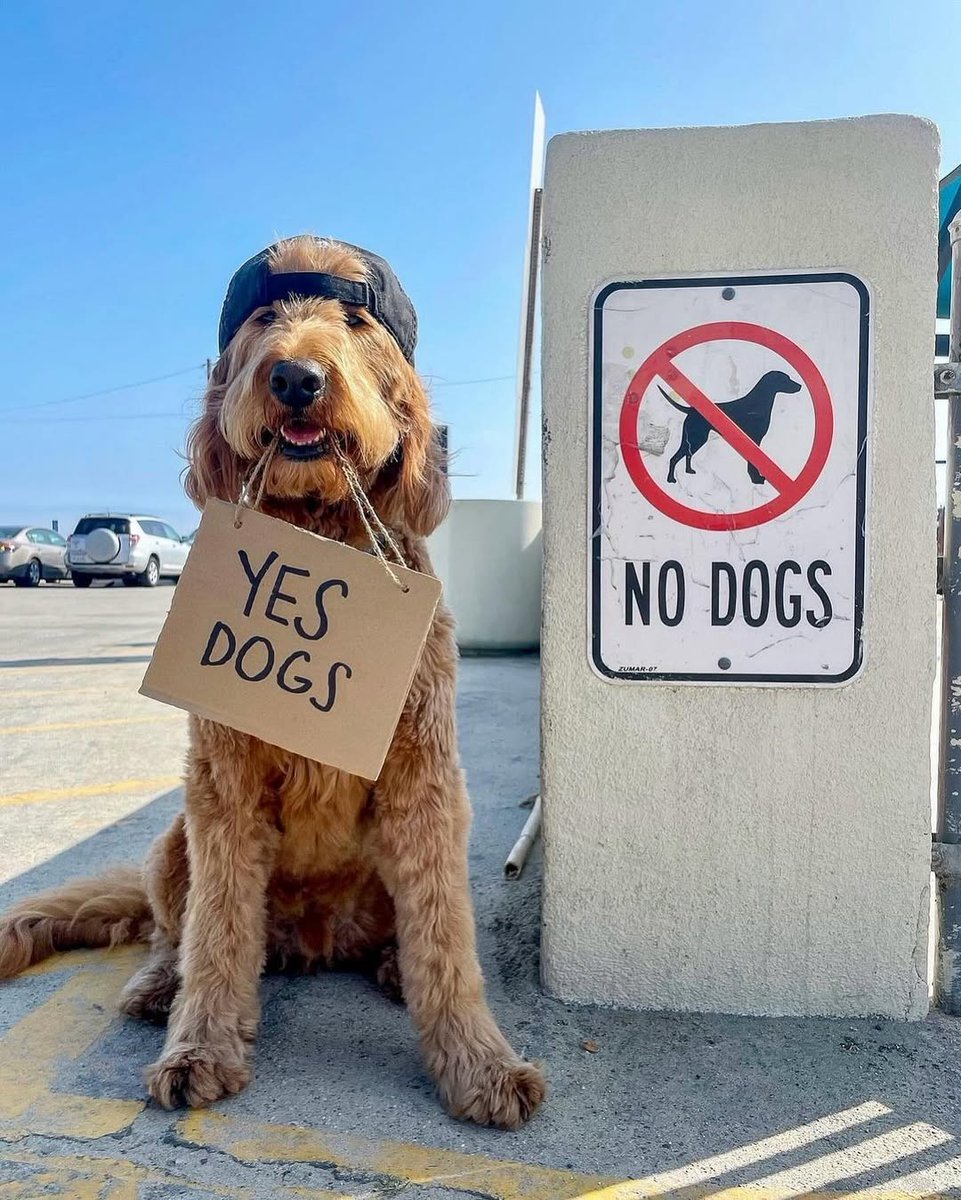 Yes Dogs!