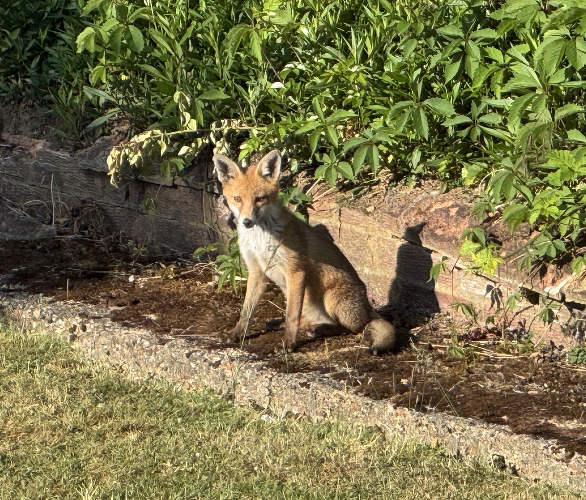 Morning! 
#Foxoftheday