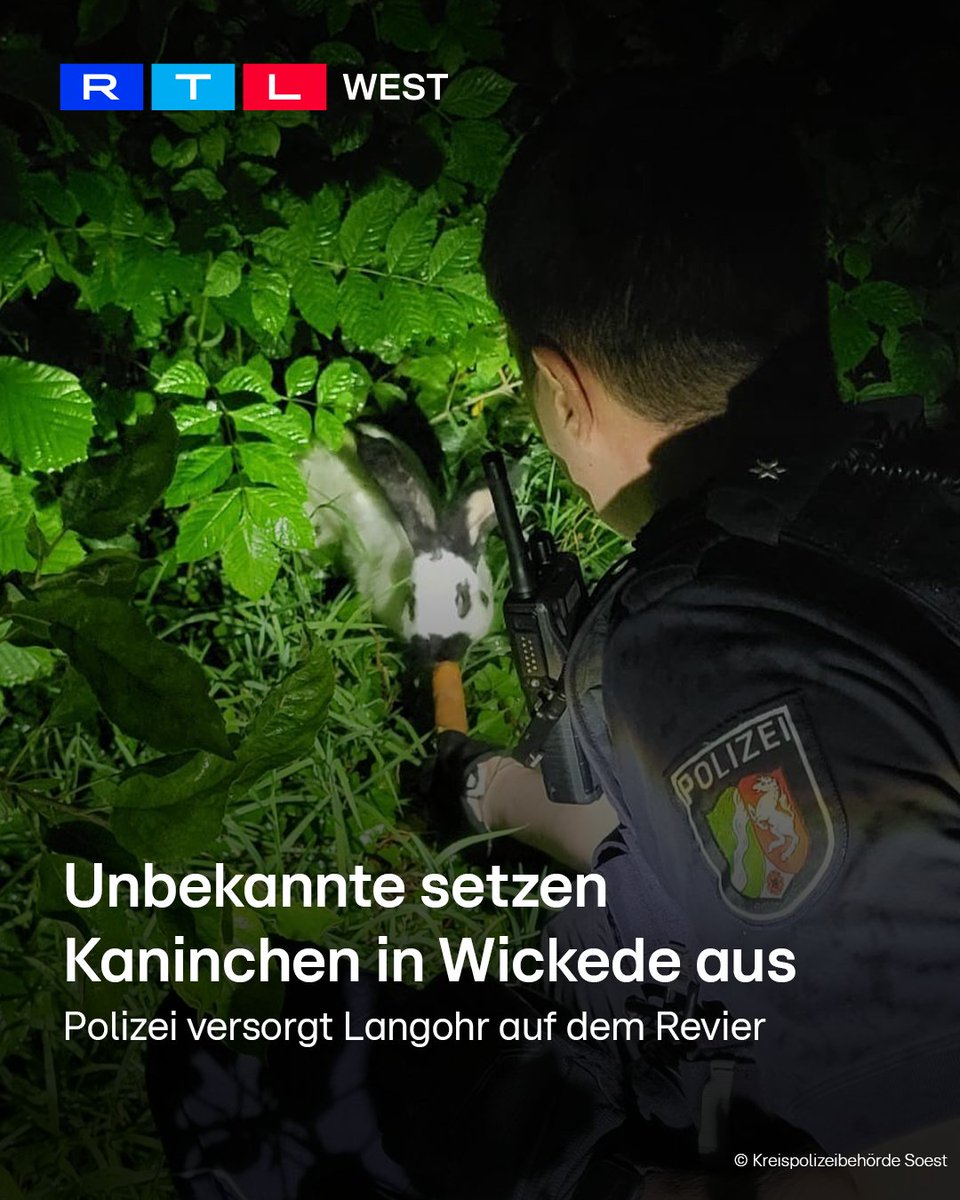 RTLWEST's tweet photo. Tierischer #Einsatz für die #Polizei in #Wickede (Kreis Soest): Unbekannte haben in der Nacht von Samstag auf Sonntag ein #Kaninchen am Straßenrand ausgesetzt. Dabei wurden sie von einer Zeugin beobachtet. Die Frau rief daraufhin die Polizei. Die Einsatzkräfte konnten das Tier mit einer Möhre anlocken. Anschließend wurde es auf dem Revier versorgt und an das #Ordnungsamt übergeben.