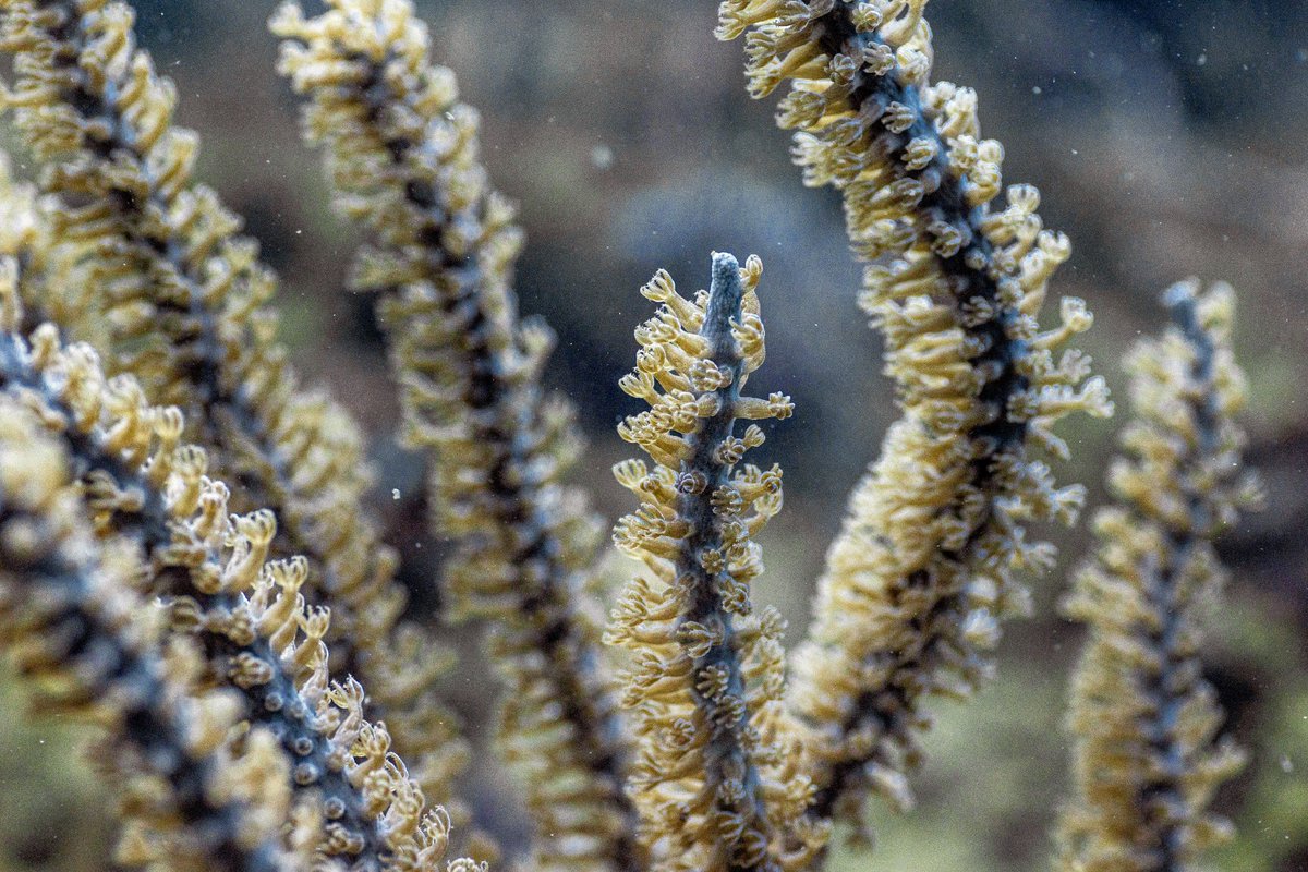 A proteger los arrecifes y ecosistema marinos. aldiapanama.com/2025/06/miambi… <a href="/MiAmbientePma/">Ministerio de Ambiente de Panamá</a> <a href="/ARAP_Panama/">ARAP</a> <a href="/MiAmbiente/">Periódico MiAmbiente</a> <a href="/IIEP_UNESCO/">IIEP-UNESCO</a> <a href="/EducacionRDo/">Ministerio Educación RD</a>