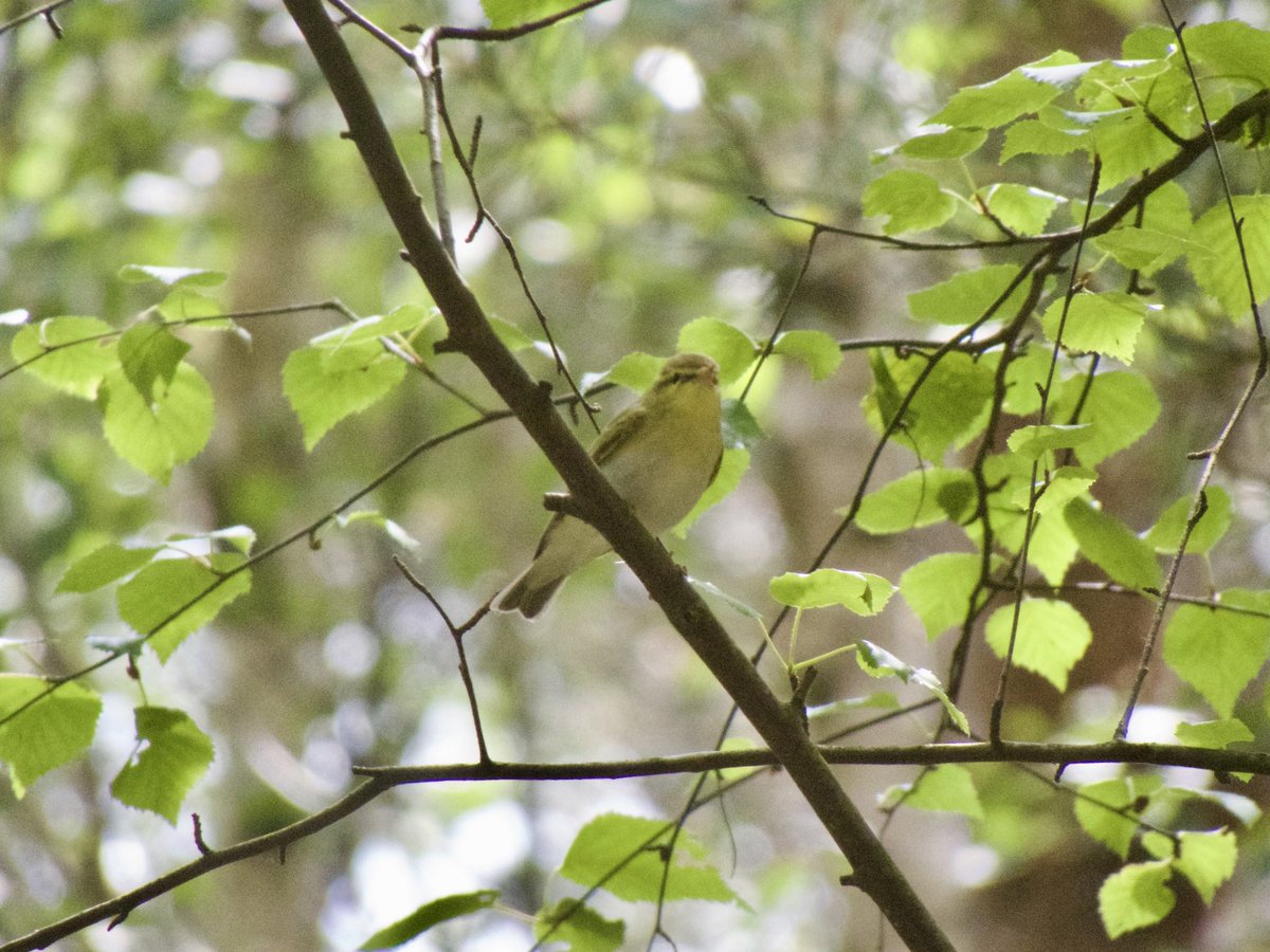 AlexWBirding's tweet photo. Lovely views of a Wood Warbler on the Bagshot side of Swinley Forest yesterday, @freya_fulcher with the excellent camerawork. @SurreyBirdNews https://t.co/Dle5y3laj2