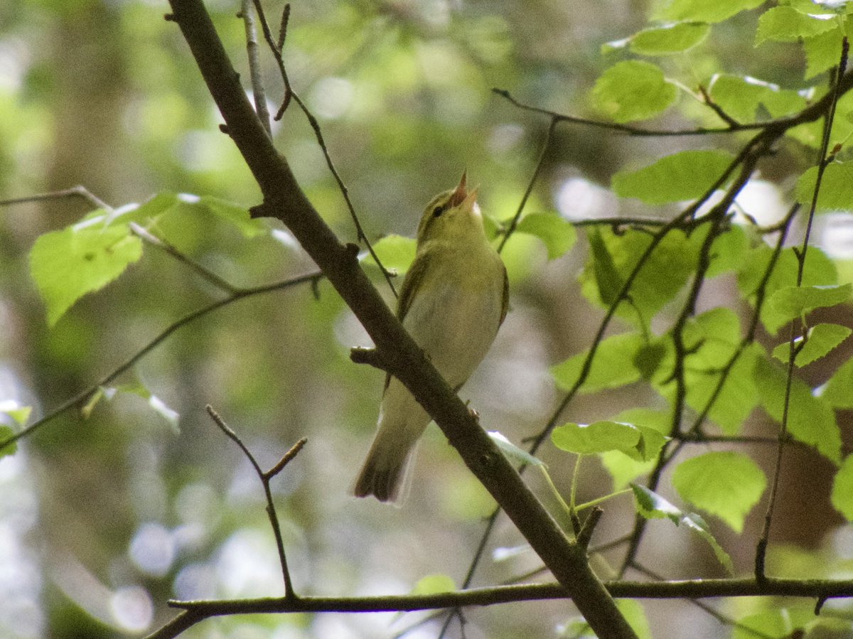 AlexWBirding's tweet photo. Lovely views of a Wood Warbler on the Bagshot side of Swinley Forest yesterday, @freya_fulcher with the excellent camerawork. @SurreyBirdNews https://t.co/Dle5y3laj2