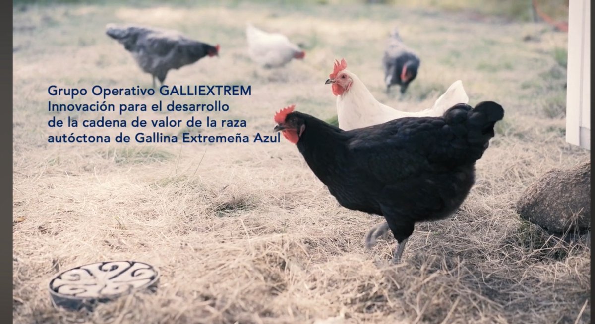 para  fomentar su recuperación, se están realizando pruebas en fincas piloto con gallineros móviles ( 4 modelos diseñados diferentes: 2 para carne y 2 para huevos)  y se ha instalado en 4 fincas para recoger datos sobre su papel preventivo en plagas y aporte a la mejora del suelo