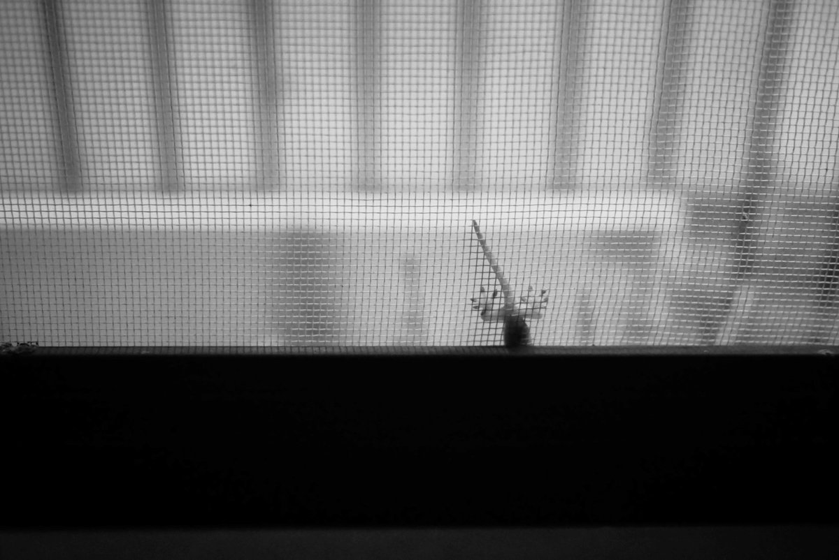 pekomo (@pm_kirua) on Twitter photo 