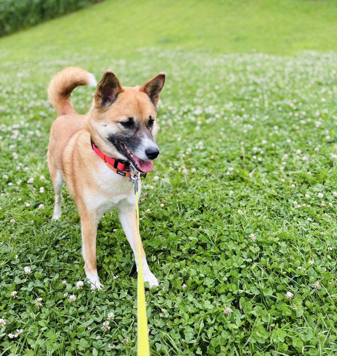 山崎さん（犬）は犬が好きなので、公園で犬友にたくさん会えてごきげん