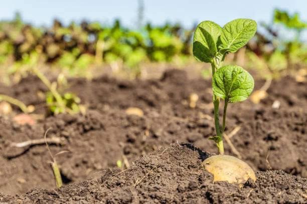 Planting potatoes involves preparing weed-free, loose soil with compost, timing it before the last frost, choosing a sunny spot, and planting seed potatoes with sprouts up, spaced apart. Add soil as they grow to prevent greening.