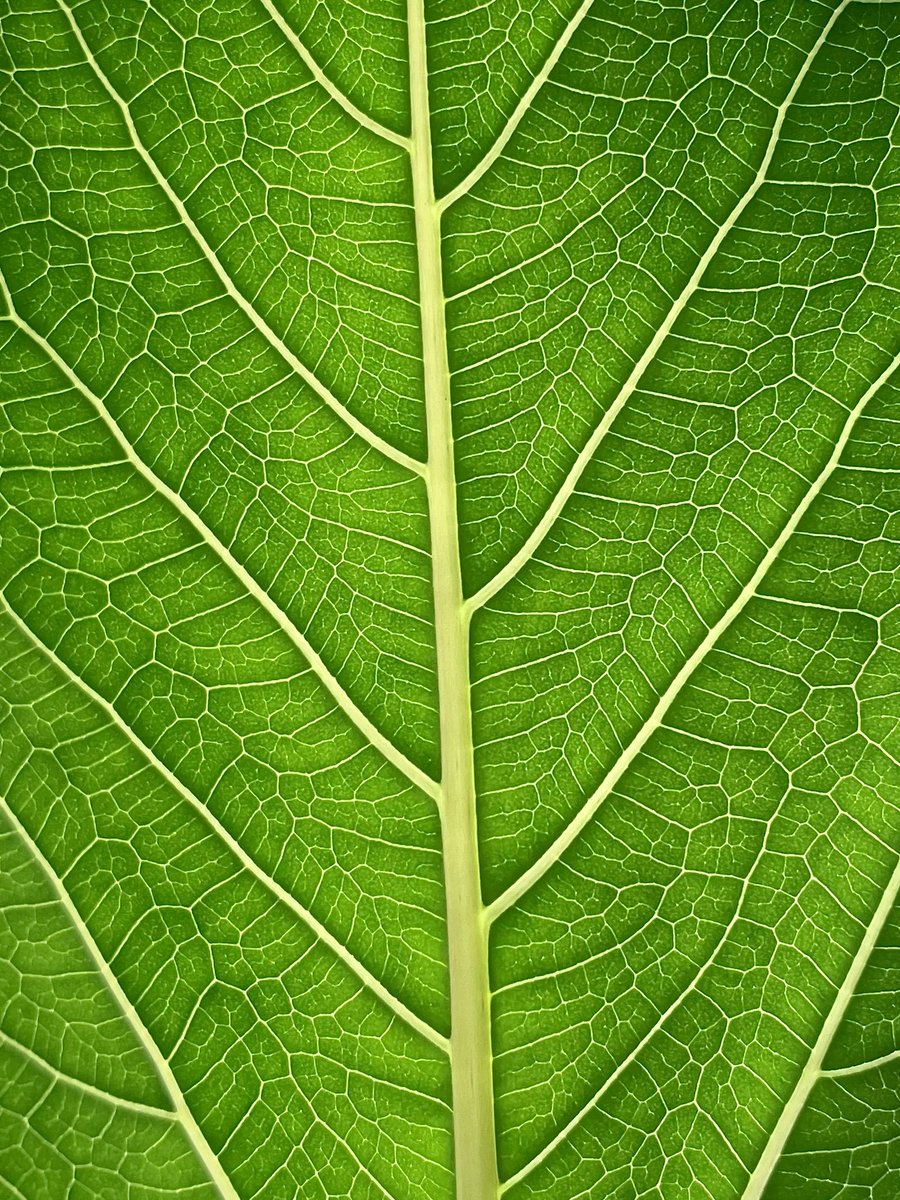 Cederfjärd tweet media