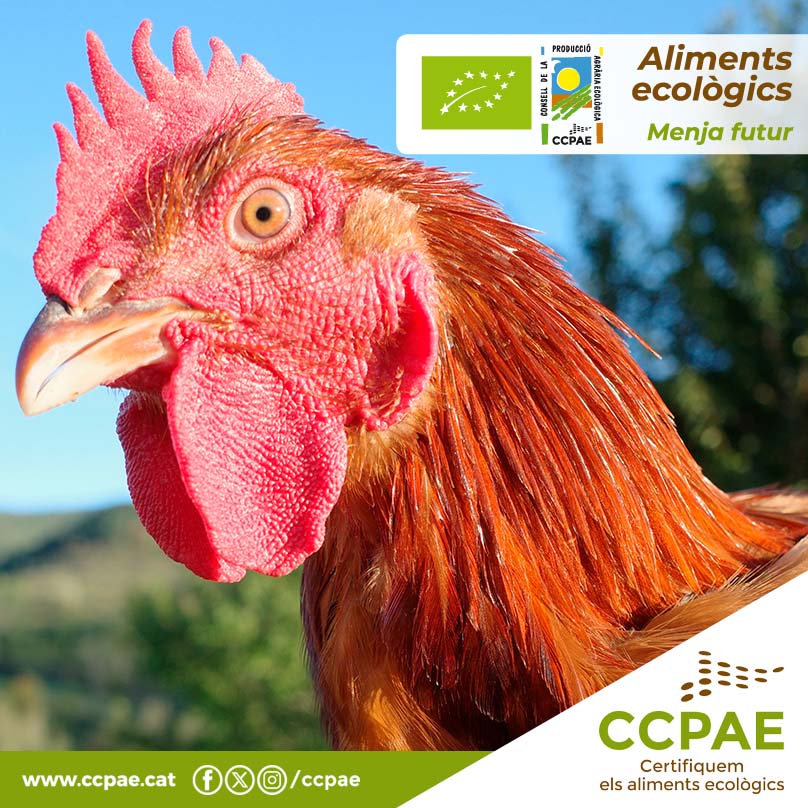 🔖 "Juny ben assoleiat, bon pa i bon blat."
A la foto del mes del Calendari 2025 tenim un pollastre de la raça rústica Red Label de la granja de pollastres ecològics Ecoavícola.
📷 Autor: Oriol Cazorla
👤 Operador: CT/3886/PE Gerard Casanova
📌 Lloc: La Pobla de Lillet (Berguedà)