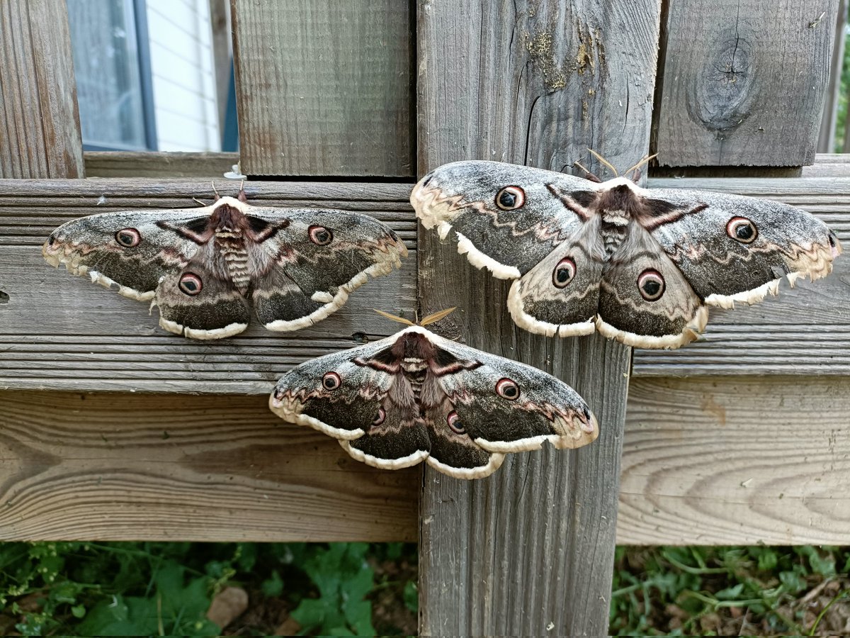 Philip (@wildlifeprecey) on Twitter photo one last #MothBreakfast before we head home from the #Cevennes
a crisp Spurge Hawk-moth, friendly Arctia tigrina, giant Four-spotted Footman and an ostentation of Giant Peacocks set us up nicely for a day on the rails...
#WildlifeTravelling with <a href="/travel_wildlife/">Wildlife Travel</a> one last #MothBreakfast before we head home from the #Cevennes
a crisp Spurge Hawk-moth, friendly Arctia tigrina, giant Four-spotted Footman and an ostentation of Giant Peacocks set us up nicely for a day on the rails...
#WildlifeTravelling with <a href="/travel_wildlife/">Wildlife Travel</a>