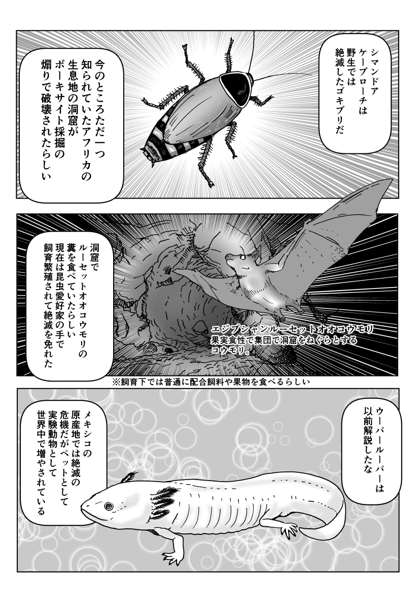 色々と誤解されてそうな動物を漫画で解説していくぞい。 第39回「人間に繁栄させられた動物」2/2 #クック先生の動物講座 #漫画が読めるハッシュタグ #マンガが読めるハッシュタグ #ハムスター