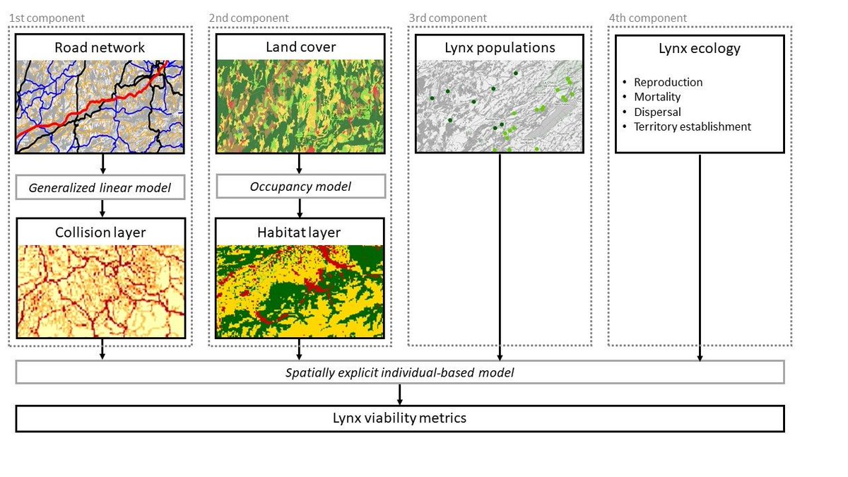 PeerComJournal's tweet image. Now published in Peer Community Journal, #ecology section: Modelling Eurasian lynx populations in Western Europe: What prospects for the next 50 years?
buff.ly/hx10yxL