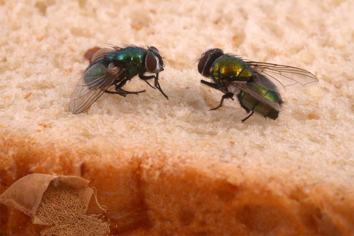 #AllAboutFeed spoke with Elise Hoek-van den Hil, Project Leader at Wageningen Food Safety Research (WFSR), to explore which residual flows might be suitable and safe to use as insect substrates.

Now available on our website!
➡️ ow.ly/wRh750W2nJQ

#Feed #Waste #Insects