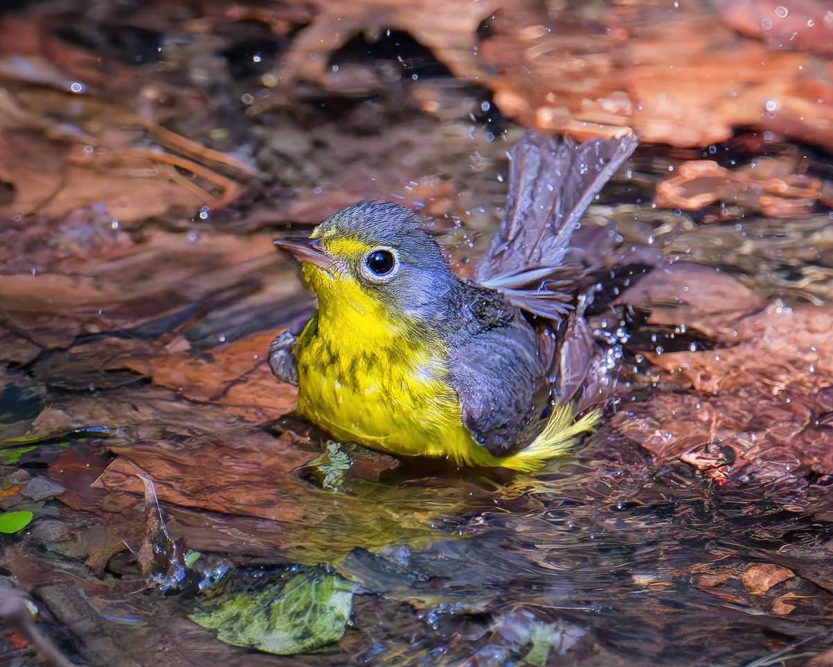 Ruben Giron (@rubengi02391602) on Twitter photo Canada Warbler - These small birds are a steely blue-gray color with a bright yellow body, a white eyering. Males have a black necklace on their chest. Females also have a necklace, but it's not as bold. Taken at the Bathing Rock in Central Park #birdcpp <a href="/BirdCentralPark/">Manhattan Bird Alert</a> Canada Warbler - These small birds are a steely blue-gray color with a bright yellow body, a white eyering. Males have a black necklace on their chest. Females also have a necklace, but it's not as bold. Taken at the Bathing Rock in Central Park #birdcpp <a href="/BirdCentralPark/">Manhattan Bird Alert</a>