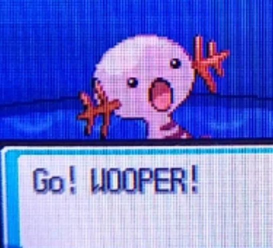 PokeDailyPost's tweet photo. Go! WOOPER! https://t.co/N50v8YImZG