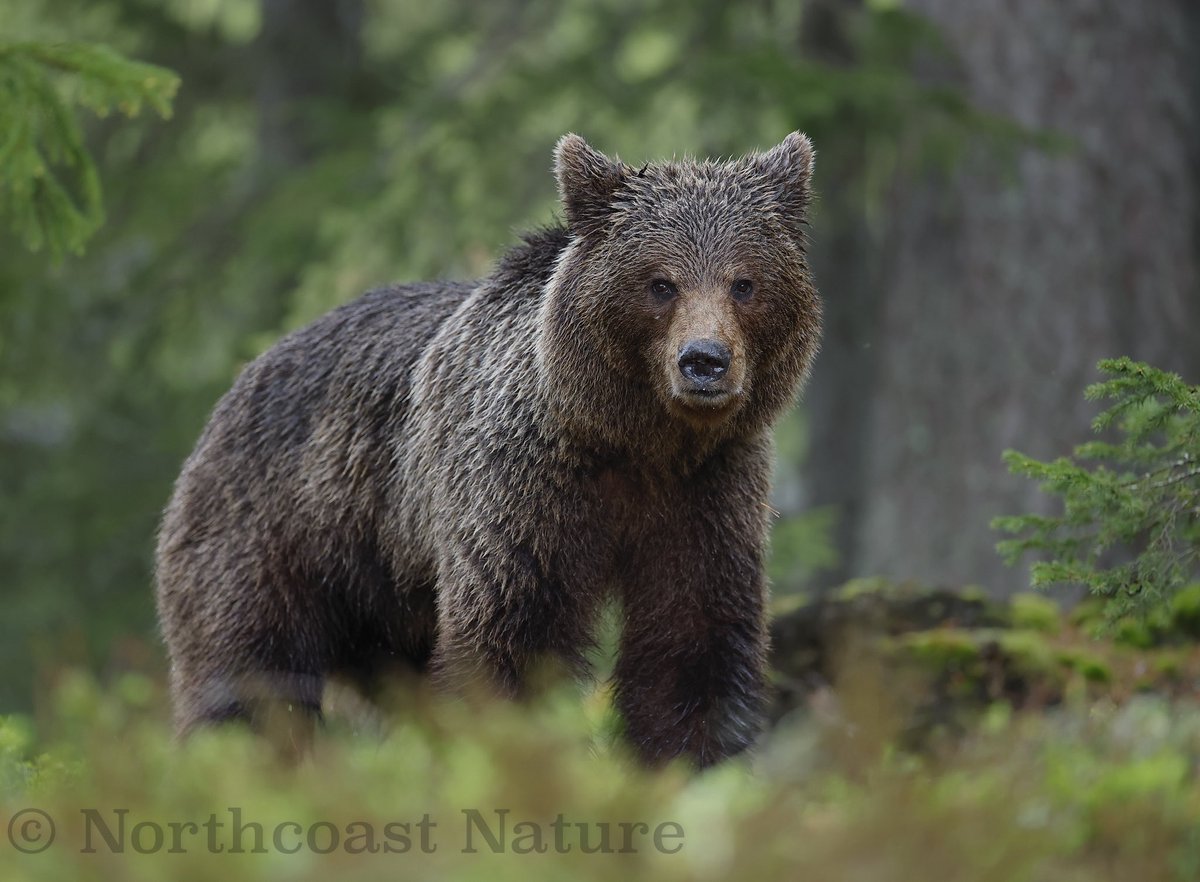 European Brown Bear. (sub adult) NE Finland <a href="/mcaleese_anne/">YpamAnnie</a> <a href="/McginnNicole/">Nicole</a> <a href="/CanonUKandIE/">Canon UK and Ireland</a> <a href="/JakkiMoores/">Jakki Moores 📸</a> <a href="/barrabest/">Barra Best</a> <a href="/frances_black/">Frances Black</a> <a href="/VeighDermot/">dermot Mc Veigh</a> <a href="/EddieMc1981/">Edward McGuigan</a>