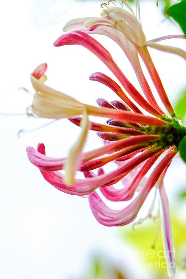 Honeysuckle in garden fineartamerica.com/featured/honey…  #finearts #WallArt #homedecor #art #artgallery #artprints #giftideas #AYearForArt #LoveArt #photography #honeysuckle #flower #pink #delicate #close up