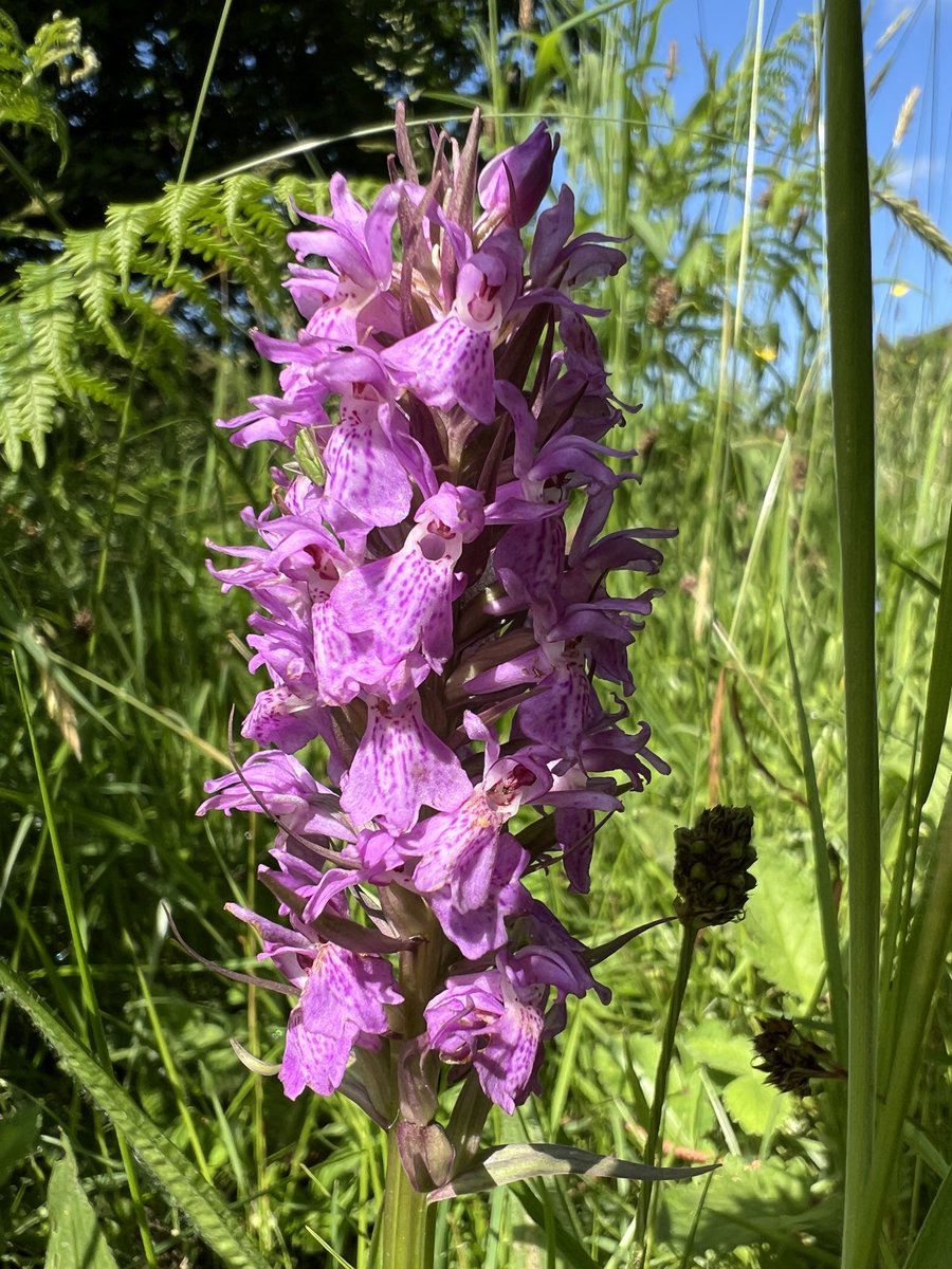 New wild orchids have just arrived in the once-upon-a-time lawn behind our cottage. It never ceases to amaze me how these things just turn up. Have the seeds lain dormant for years, have they blown in on the wind, or travelled on the legs or fur of an animal?The mystery of it all