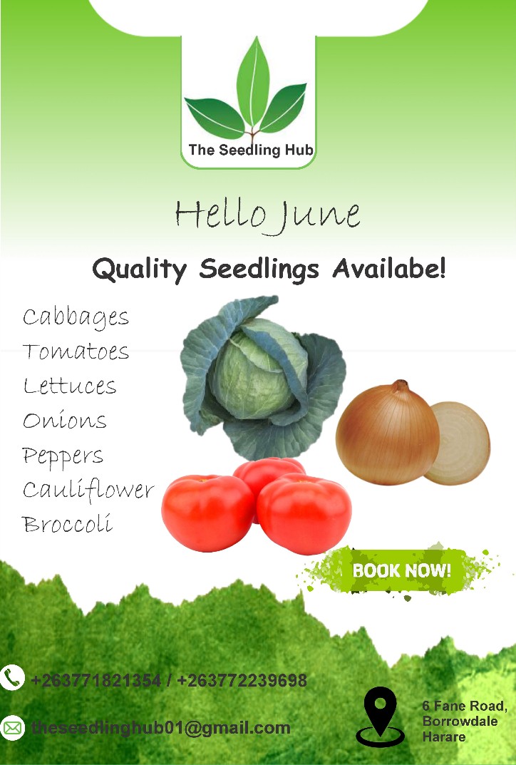 Hello June!
Are you looking for cabbage,tomato ,onion among other seedlings? We got you covered! Place your order today on +263771821354/+263772239698 . #farming #seedlings