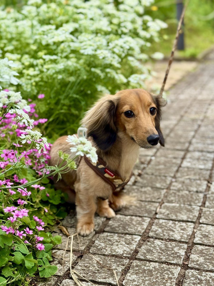 満開のオルレアと6月をスタートした犬です。