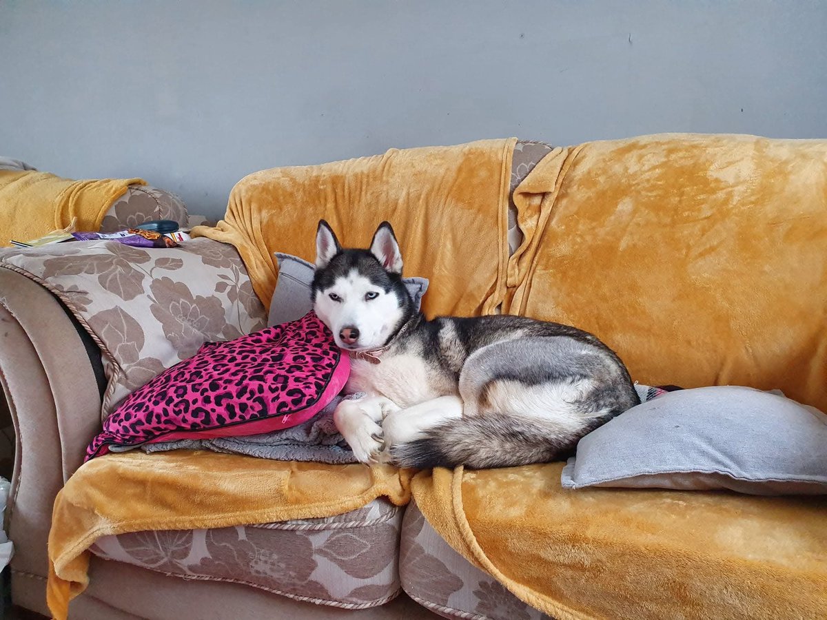 deadwexght's tweet photo. Goodbye my not so little puppy. 
Thank you for 10 years I miss you so much already. 
Dec 14 - June 25 🖤🌈🐾🐺 https://t.co/Q2rKwjKh2j