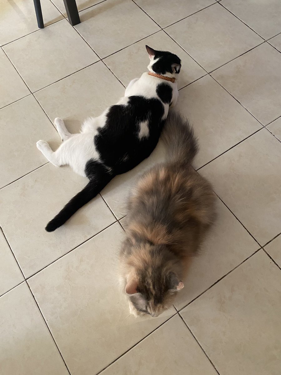 Adik aku kan tido sini few days pastu benda first dia perasan, “kak, yoyo suka cubi ke ek? Dia suka duduk dekat ngan cubi. Kacau2 cubi pastu cubi tak suka n pukul dia.” 🙂‍↔️