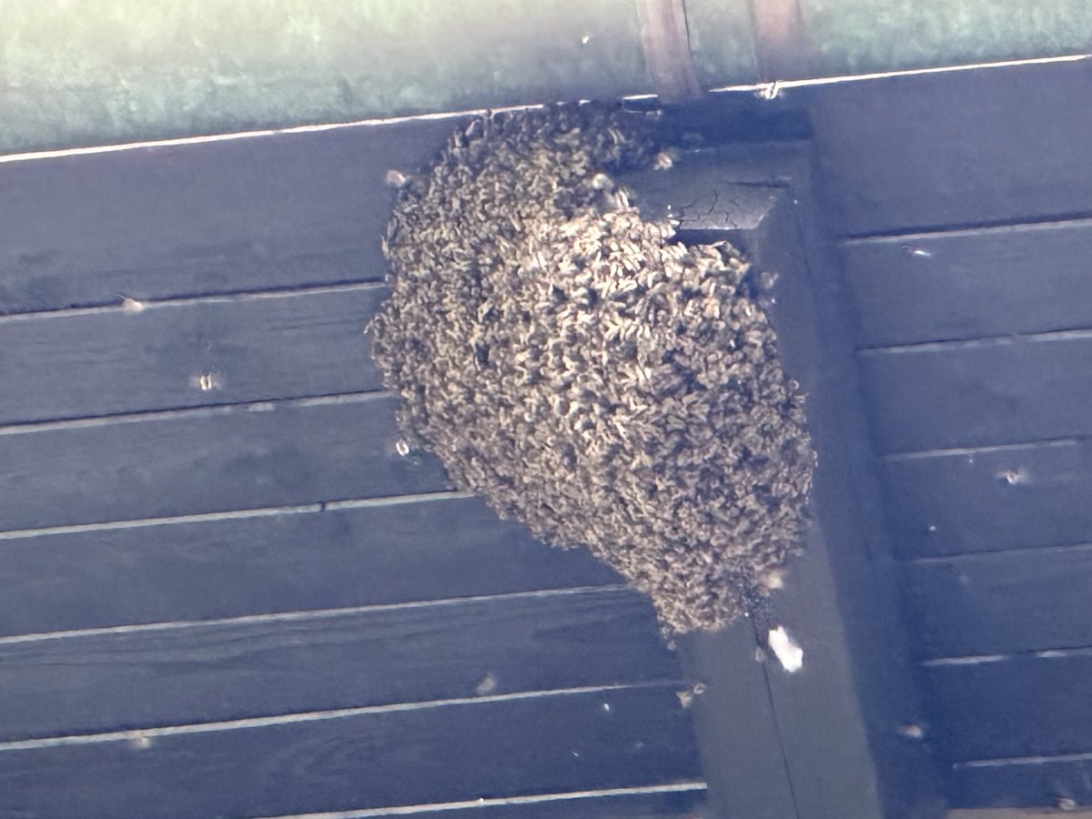 Roj na naši cerkvi. Precej visoko je.