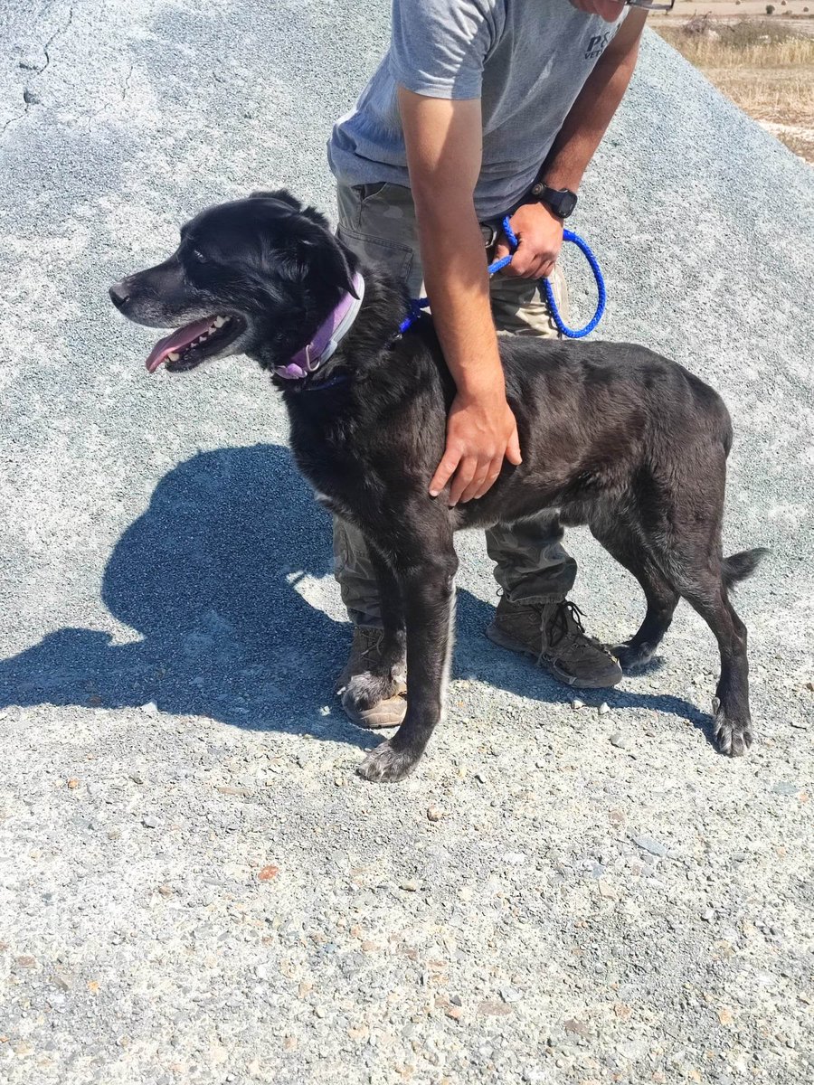📹 Heartbreaking.

These pictures where taken 2 years ago when Ivan arrived at the shelter.

He’s still there. Not a single enquiry. 💔

7–8 years old. 18 months homeless.

He’s grumpy, sweet, and sofa-judgy in the best way.

He deserves snacks, belly rubs &amp; love.