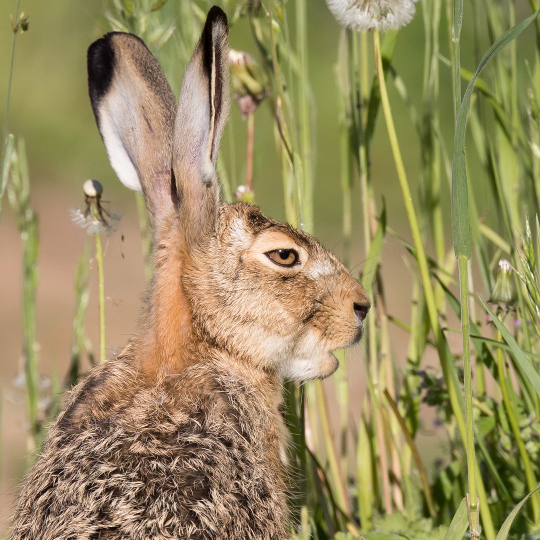 Fédération des Chasseurs des Landes tweet media