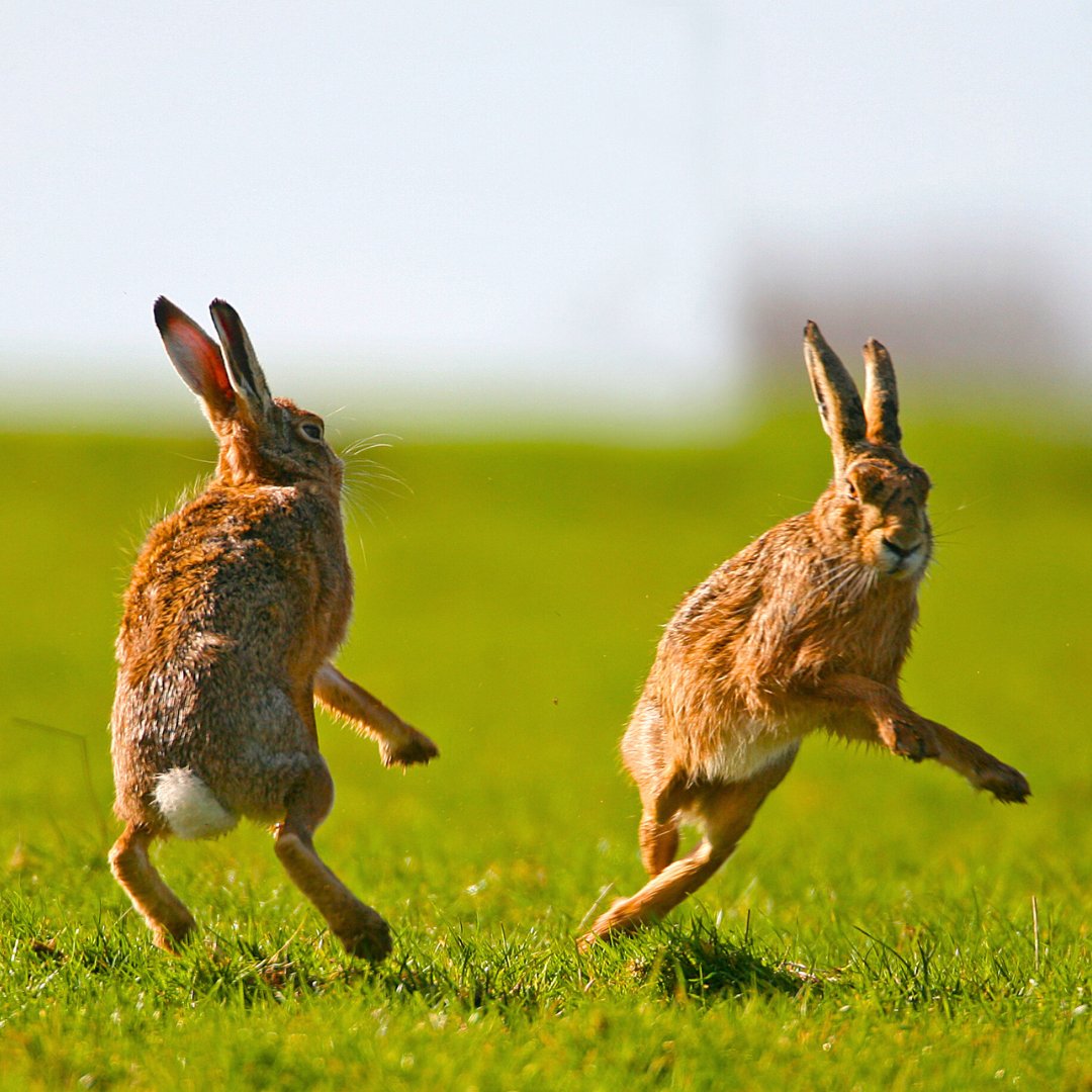 Fédération des Chasseurs des Landes tweet media