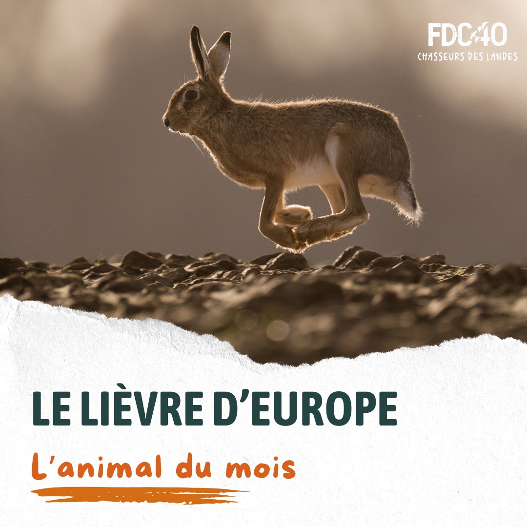Fédération des Chasseurs des Landes tweet media