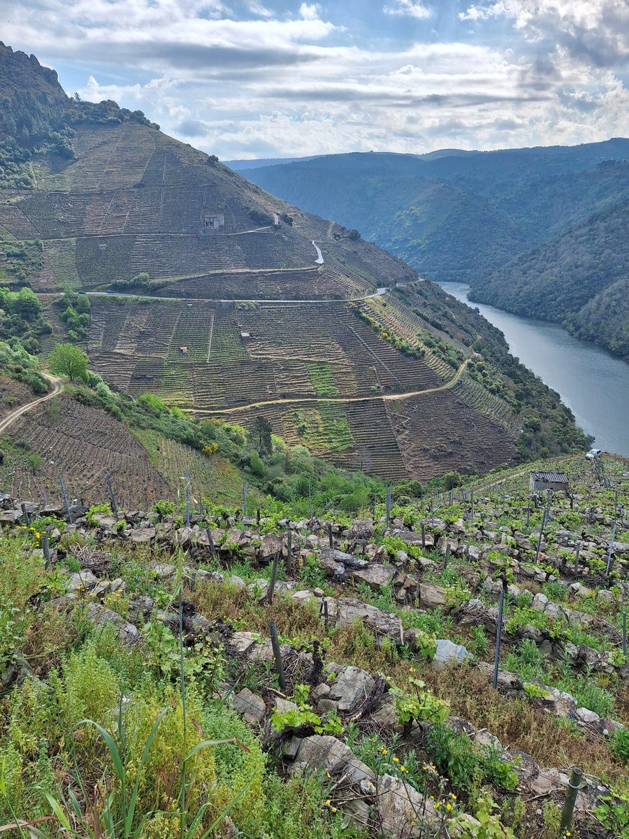 Adega Algueira tweet media