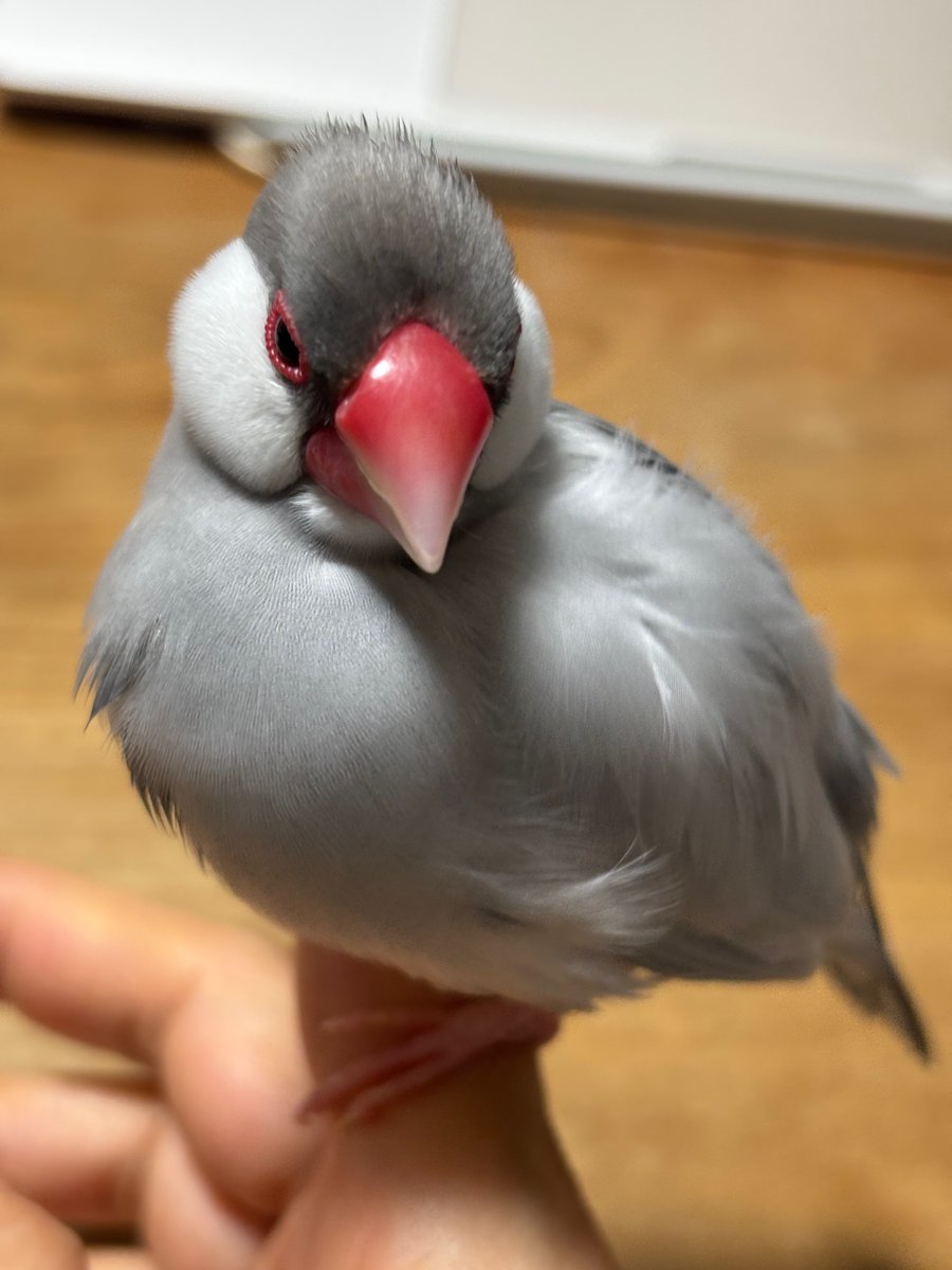 【拡散希望】
シルバー文鳥の迷子情報です

場所：大阪府茨木市白川
日時：25/6/2
名前：飛流（フェイリョウ）、キャン子（あだ名）
特徴：28gあり少し大きめ。顎の下が白い。換羽中です。

情報お持ちの方、下記までご連絡を
npotsubasa@tsubasa0615.org
情報拡散のご協力お願いします