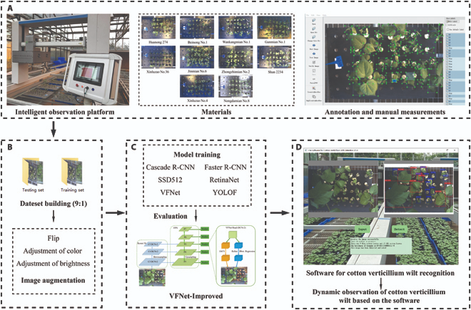 New vision-based system uses VFNet-Improved model to detect cotton verticillium wilt with 95% accuracy. It's efficient, objective, and helps cotton breeding and disease research.
Details: doi.org/10.34133/plant…