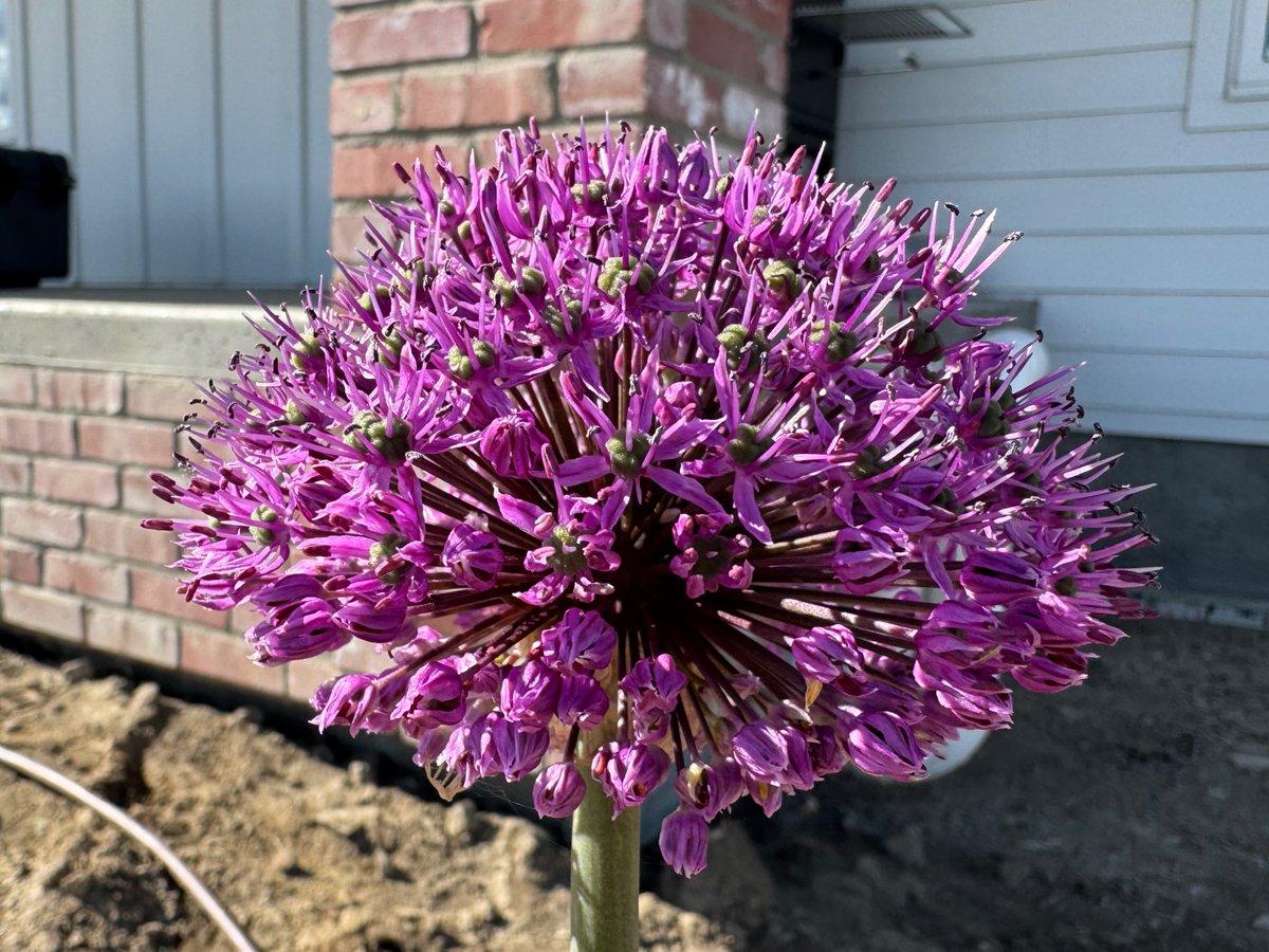 We think allium blooms are the best!