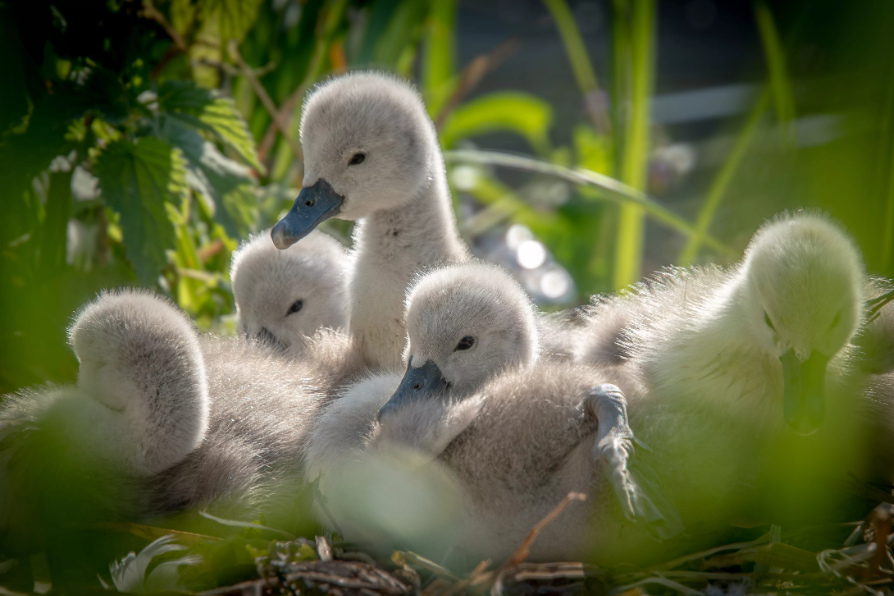 ARU Sustainability Team tweet media