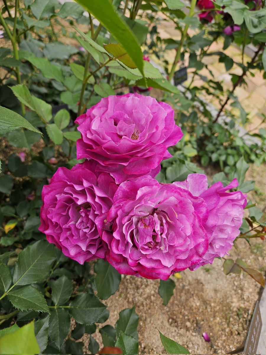 타이밍 너무 잘 맞춰서 아름다운 장미들 많이 만났다!