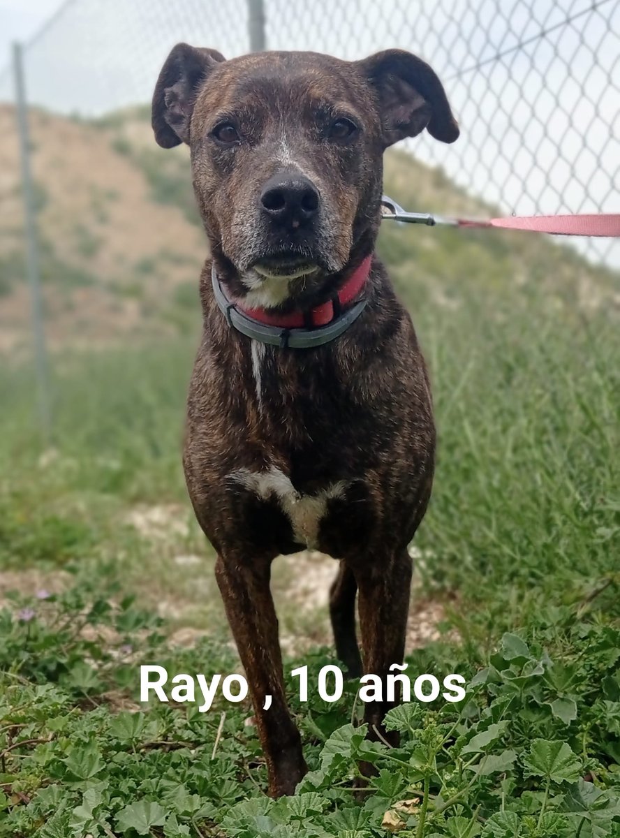 #Jaén
Contacto; abyda.adopciones@hotmail.com
<a href="/abydajaen/">Abyda Jaen</a> 

#RAYO tiene 10 años. Fue rescatado de la perrera de cachorro junto a otro compañero que murió el año pasado. Desde entonces, no ha querido compartir espacio con ningún otro peludete.

Es muy cariñoso y sociable con