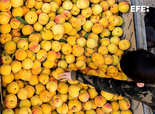 🍑La Unió Llauradora dice que el precio de la fruta de verano (melocotón, nectarina, paraguayo, pavía y ciruelo) se cuadruplica desde el campo hasta su venta en los lineales de la distribución de supermercados.

🍑Los precios en campo serán ligeramente superiores al año pasado.