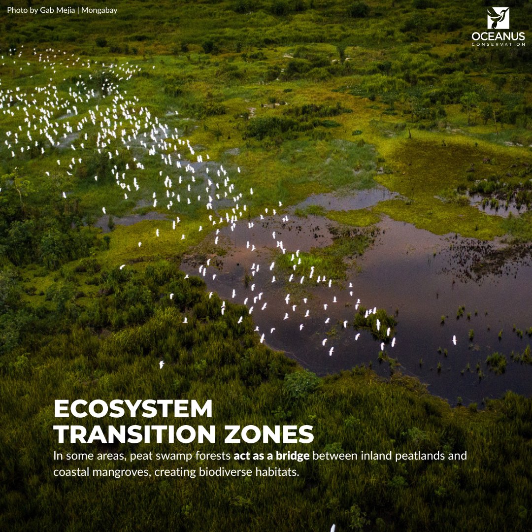 OceanusPH's tweet photo. 🌱 What Are Peatlands? Peatlands store carbon, regulate climate &amp; support biodiversity. They also influence mangrove forests, stabilizing ecosystems. Let’s protect them both! #WorldPeatlandsDay #ClimateAction #ActLandscape https://t.co/TU6vshtNJ7