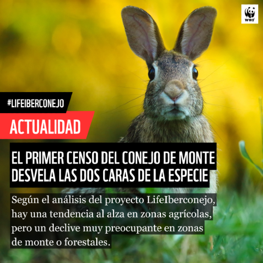 🐇 El PRIMER CENSO ibérico del #CONEJO de monte desvela las dos caras de esta especie clave en los ecosistemas mediterráneos

Gracias al proyecto #LIFEIberconejo y al trabajo con el IREC, ya tenemos el mapa de abundancia más completo hasta la fecha👇