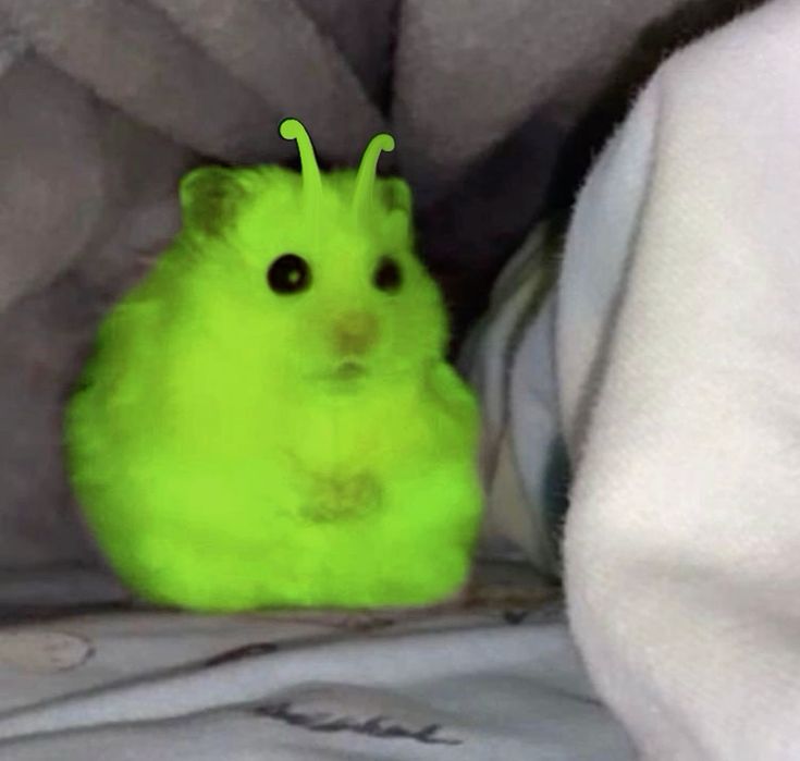 found this captioned "alien hamster hiding from authorities"