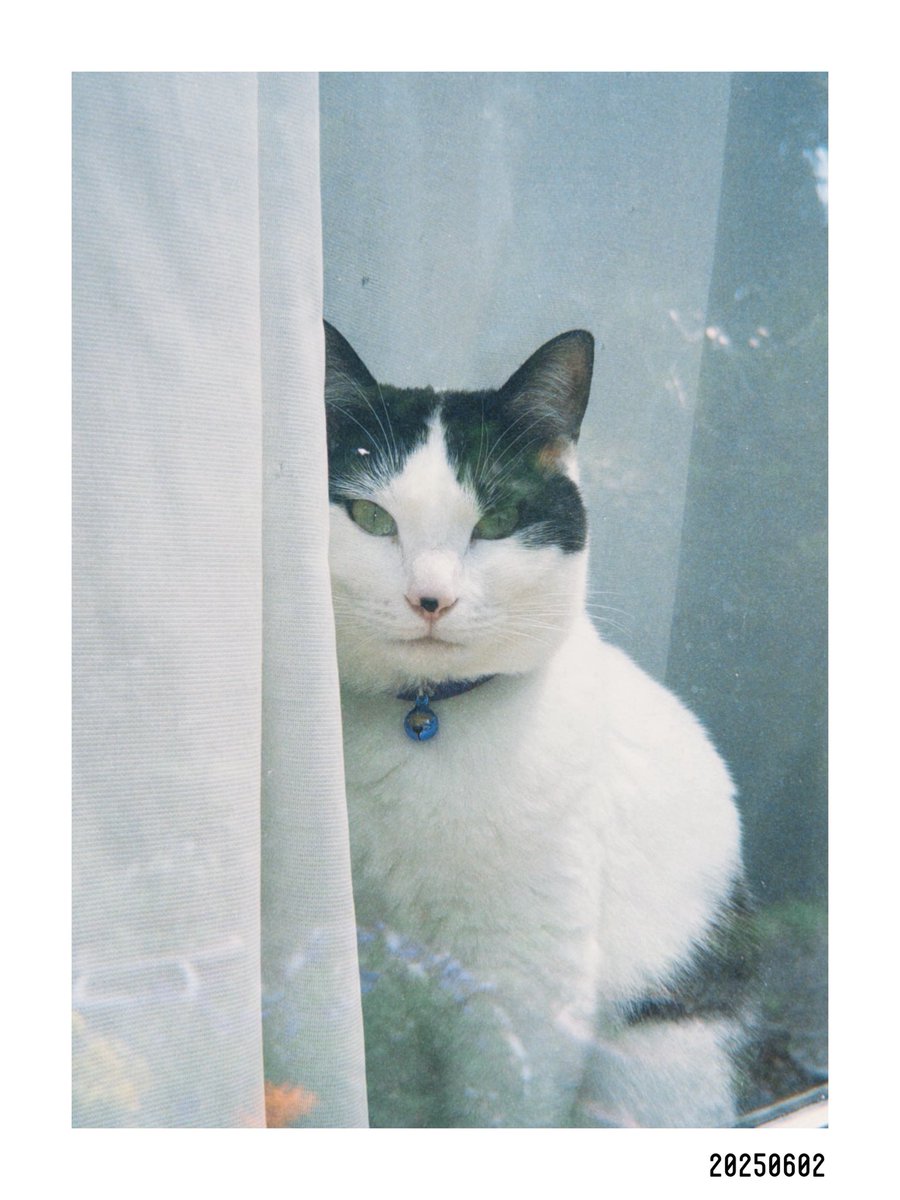 JoshuaTree_11's tweet image. ＃dazz