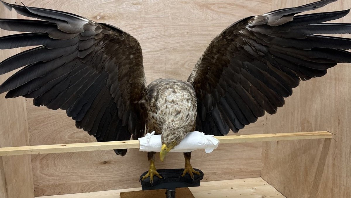🦅Ever wondered how you move a large taxidermy white-tailed sea eagle? Wonder no more! This specimen is now in gallery 5, the skin came to the museum as part of a transfer of specimens from another museum. 🦅

#taxidermy #birds # NHMTring #Tring