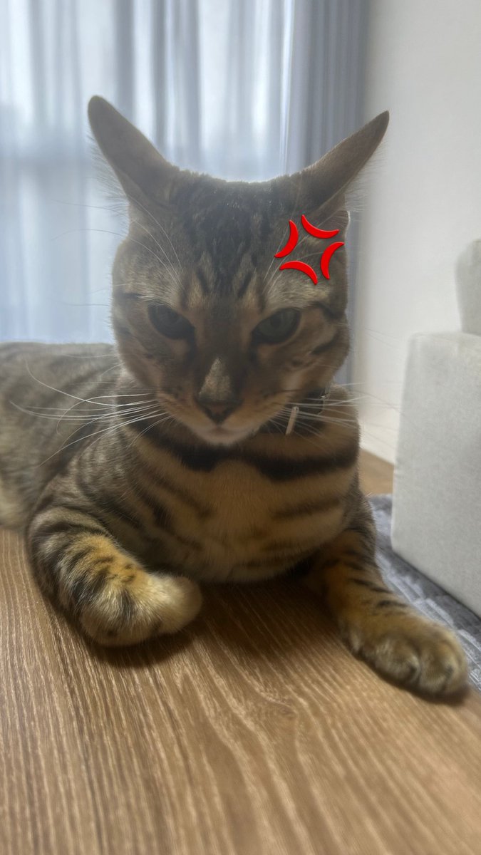 1998iii_'s tweet photo. しらす君🐱🤍

#にゃんプロ https://t.co/XtR7v7xEe8