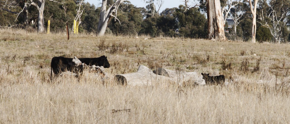 Went on walkies with some friends around a place called Mulligans flat around a place called <a href="/VisitWildbark/">Wildbark</a> 

#photography #photo #naturephotography #nature #canberra #australia