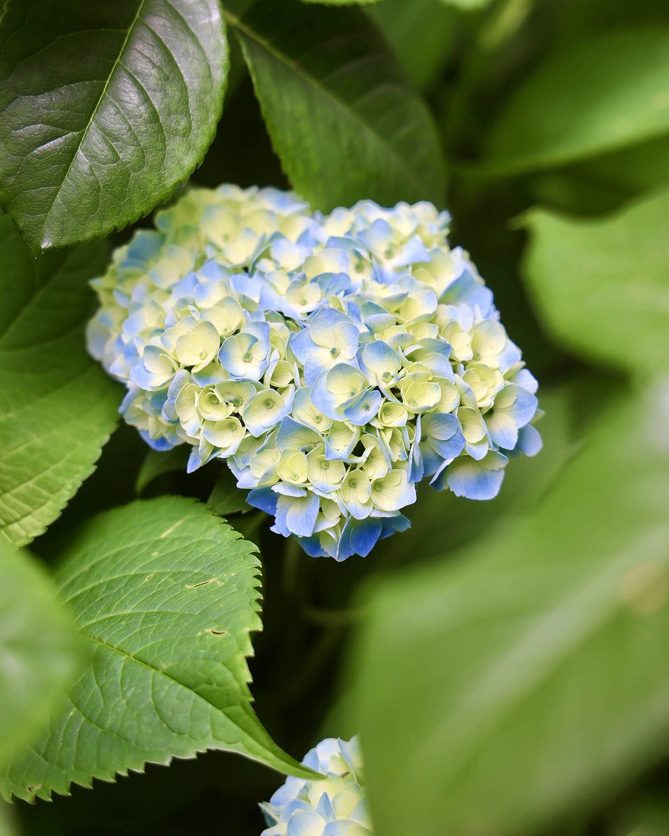 横浜イングリッシュガーデン on X